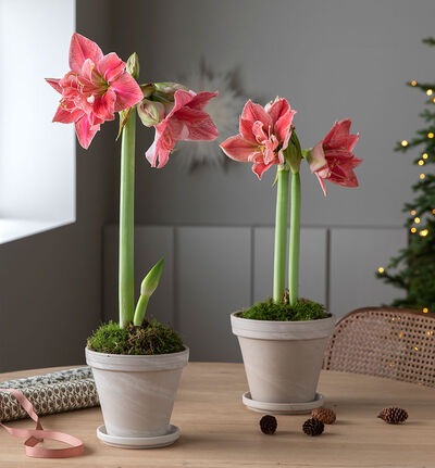 Amaryllis rosa 2 stilker Amaryllis rosa 2 stilker